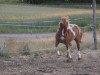 Zuchtstute Bessy (Shetland Pony, 2007)