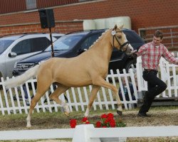 broodmare Heiligenbergs Dany Cream (German Riding Pony, 2009, from Danny Gold)