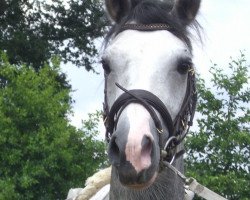 Springpferd Big Boy de Coco (Deutsches Reitpony, 2008, von Bavarottie)