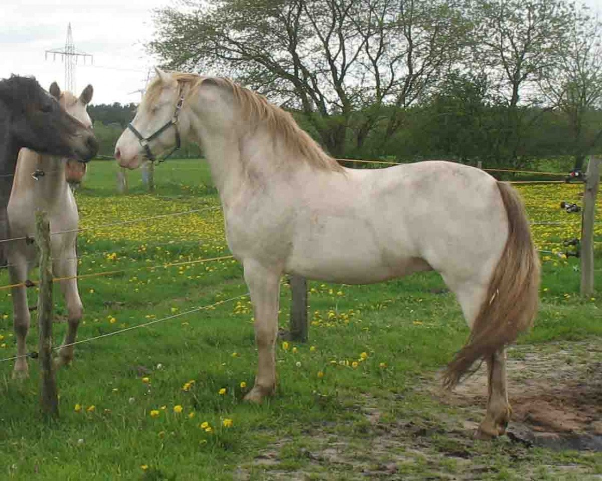 horse MacGregor (Connemara Pony, 2001, from St. Gentle Gregory)