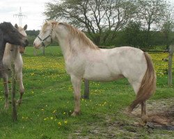 Pferd MacGregor (Connemara-Pony, 2001, von St. Gentle Gregory)