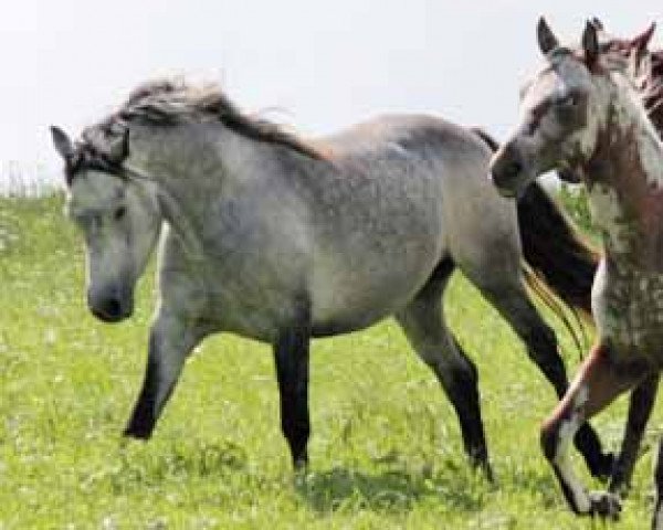 Pferd Hickory Dun (Connemara-Pony, 2004, von St.Harry)