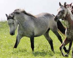 Pferd Hickory Dun (Connemara-Pony, 2004, von St.Harry)