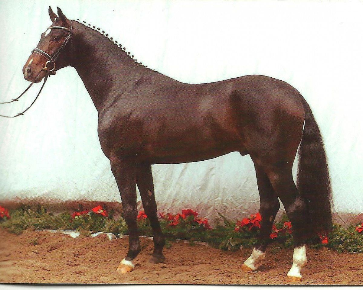 Deckhengst Don Lauredo (Hannoveraner, 2001, von Donnerhall)