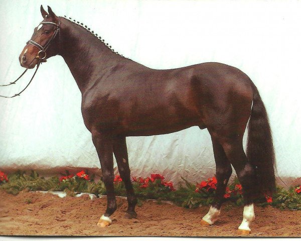stallion Don Lauredo (Hanoverian, 2001, from Donnerhall)