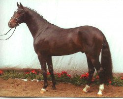 stallion Don Lauredo (Hanoverian, 2001, from Donnerhall)