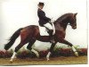 stallion Florentino (Westphalian, 1999, from Feuerglanz)