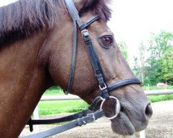 horse Merlin 53 (New Forest Pony, 1993, from Black Chiffon)