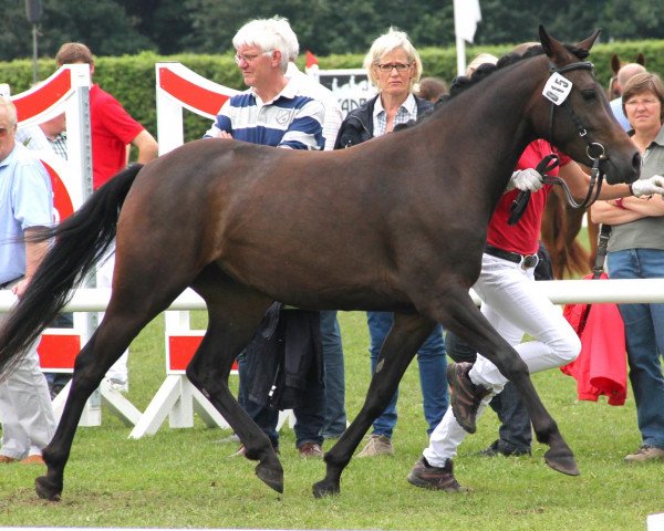 broodmare Clooney's Daylight (German Riding Pony, 2009, from Clooney AT)