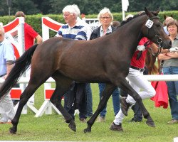 Zuchtstute Clooney's Daylight (Deutsches Reitpony, 2009, von Clooney AT)