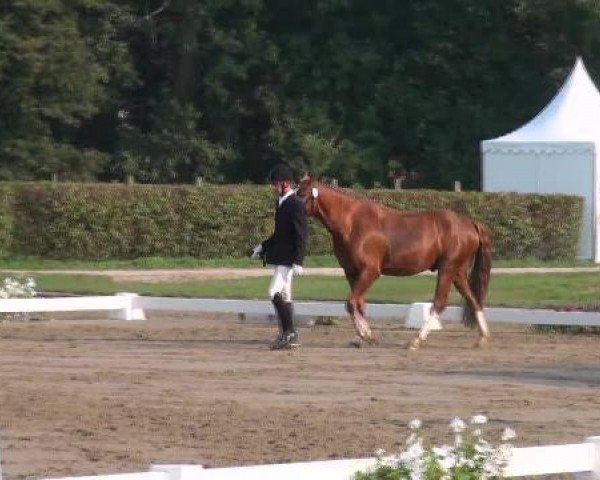 broodmare Virgin for Life (German Riding Pony, 2008, from Vincent)