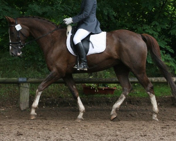 horse Grace 147 (Westphalian, 1992, from Derbyfavorit)