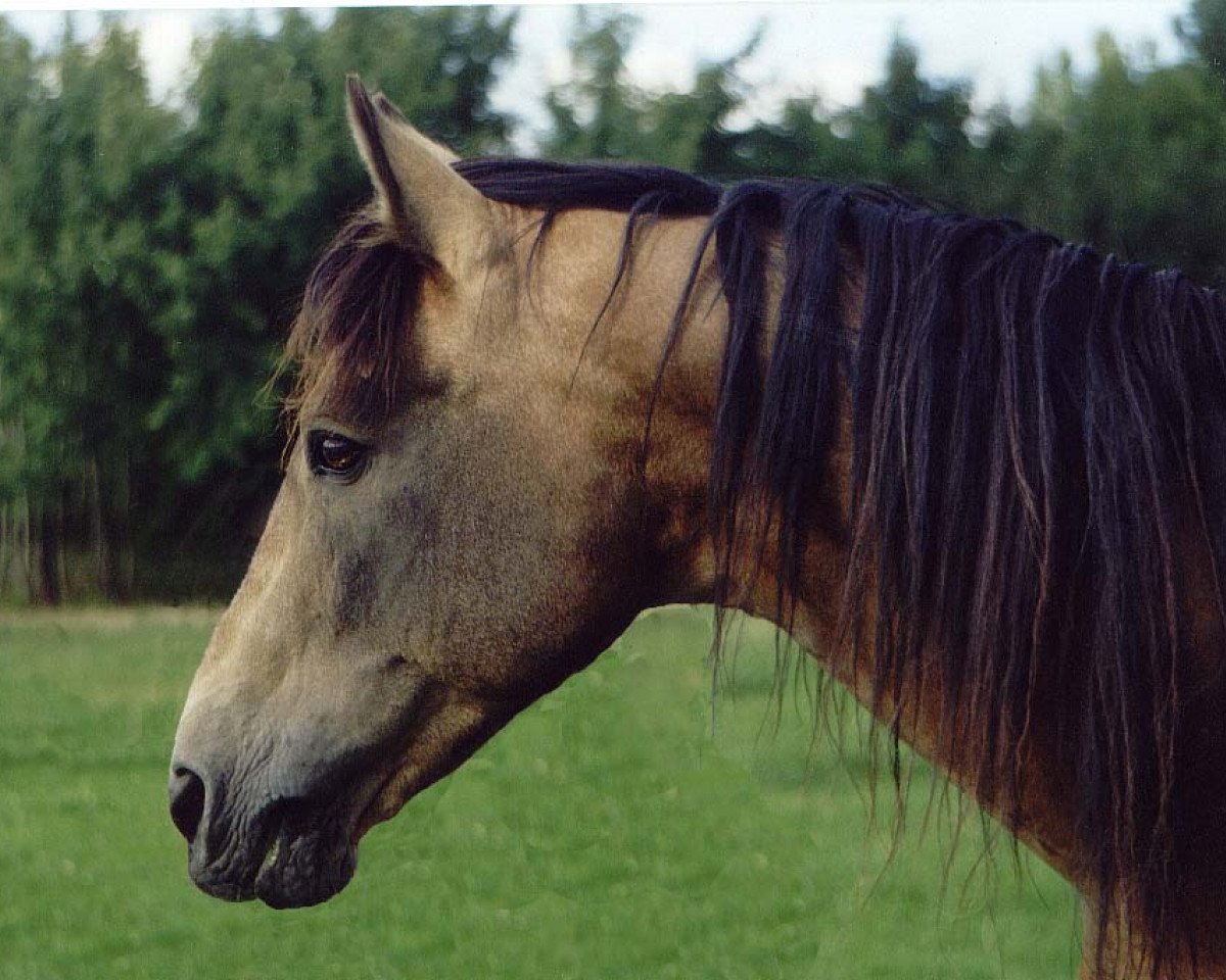 stallion Carna Gold (Connemara Pony, 1974, from Carna Dun)