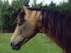 stallion Carna Gold (Connemara Pony, 1974, from Carna Dun)
