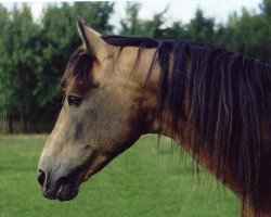 Deckhengst Carna Gold (Connemara-Pony, 1974, von Carna Dun)