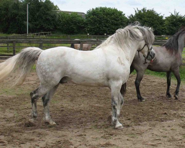 stallion Dangan Boy (Connemara Pony, 1994, from Matchmakers Lad)