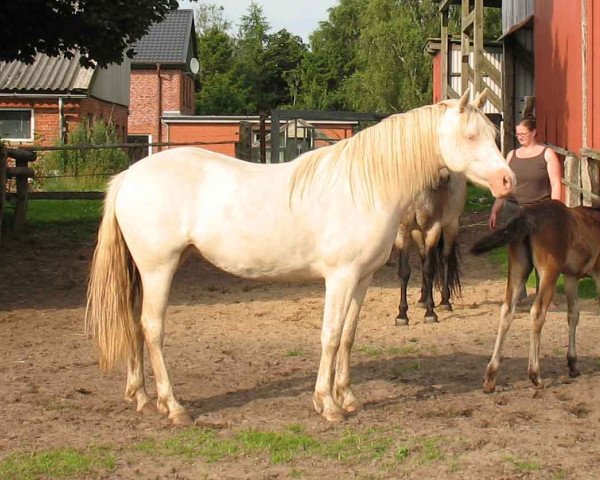 Pferd Twinstar Double Cream Sue (Connemara-Pony, 2010, von Dangan Boy)
