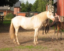 Pferd Twinstar Double Cream Sue (Connemara-Pony, 2010, von Dangan Boy)