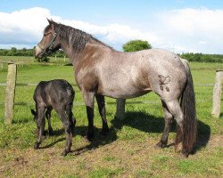 Zuchtstute Candy Dun (Connemara-Pony, 2007, von St.Harry)