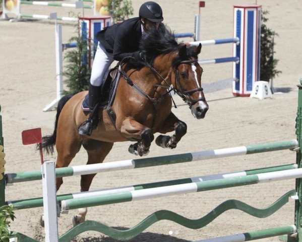 jumper Francesco (KWPN (Royal Dutch Sporthorse), 2010, from Zambesi TN)