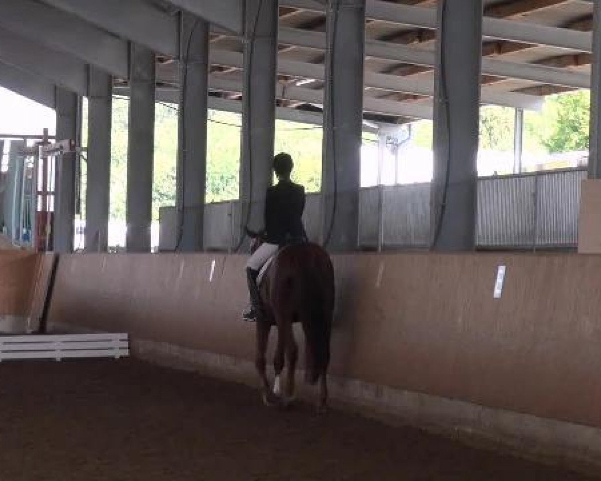 dressage horse Escada S (Hanoverian, 1997, from Escudo I)