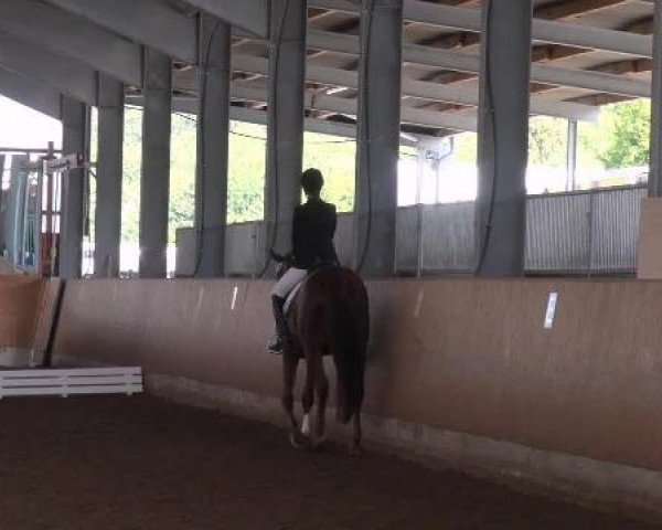 dressage horse Escada S (Hanoverian, 1997, from Escudo I)