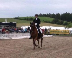 dressage horse D'Armani (Hanoverian, 2006, from Dimaggio)