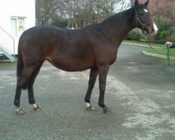 broodmare Saxon Maid xx (Thoroughbred, 1991, from Sadler's Wells xx)