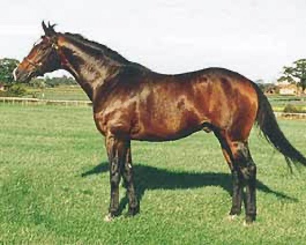 Pferd Sea Raven xx (Englisches Vollblut, 1991, von Sadler's Wells xx)