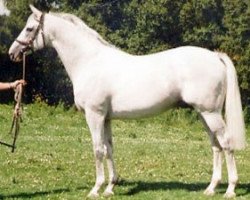 stallion Accondy xx (Thoroughbred, 1992, from Sadler's Wells xx)