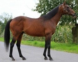 stallion Bretigny xx (Thoroughbred, 1992, from Sadler's Wells xx)