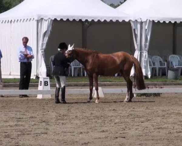 broodmare Diana B (Holsteiner, 1989, from Cicero)