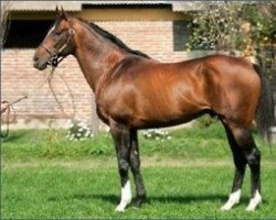 stallion Election Day xx (Thoroughbred, 1992, from Sadler's Wells xx)