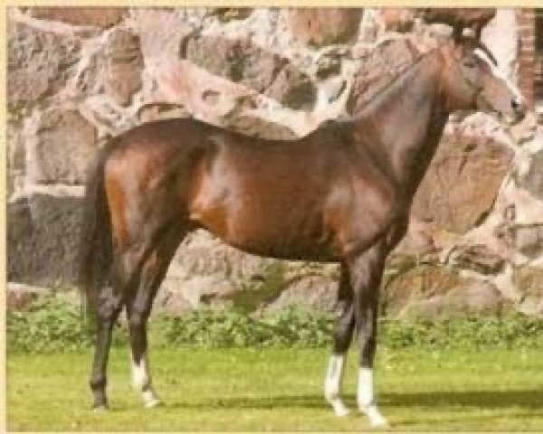 stallion Homme d'Honneur xx (Thoroughbred, 1992, from Sadler's Wells xx)