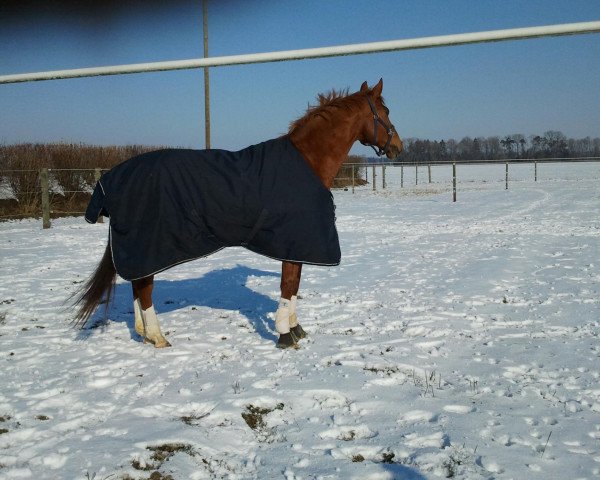 dressage horse Crefo's Verslas (Trakehner, 1999, from Cheopsas)