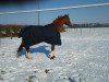 dressage horse Crefo's Verslas (Trakehner, 1999, from Cheopsas)