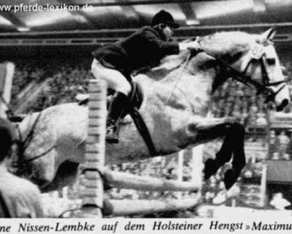 stallion Maximus (Holsteiner, 1963, from Manometer xx)