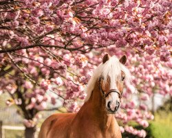 jumper Salieri 27 (Haflinger, 2005, from Smudo (0,78% ox))