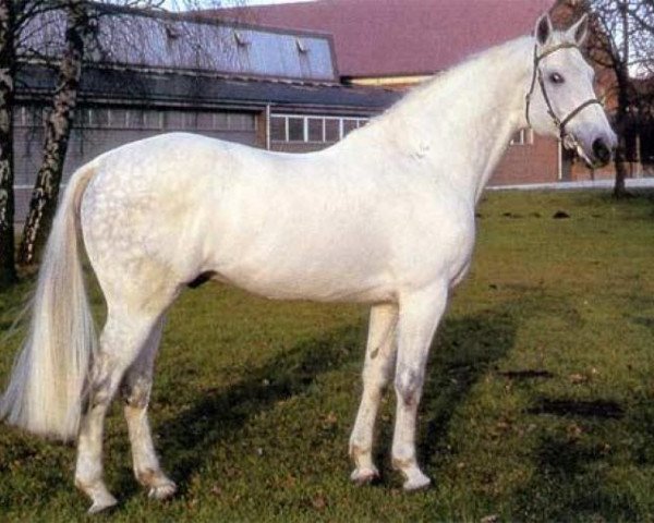 stallion Lagos (Holsteiner, 1977, from Ladykiller xx)