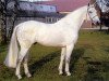 stallion Lagos (Holsteiner, 1977, from Ladykiller xx)