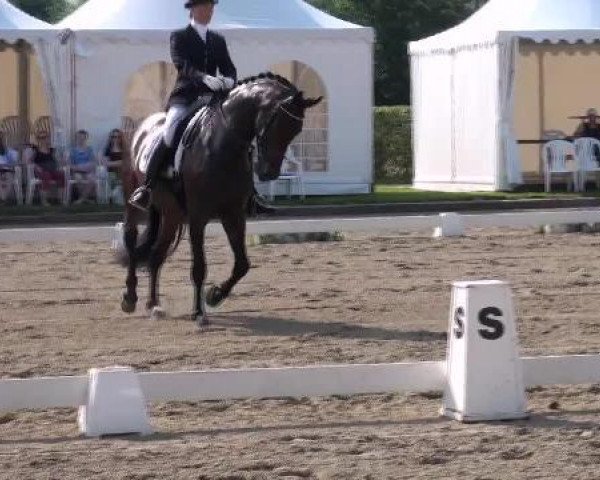 dressage horse Supertramp 12 (Westphalian, 2007, from Sandro Bedo)