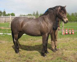 Zuchtstute Cait Dun (Connemara-Pony, 2005, von St.Harry)