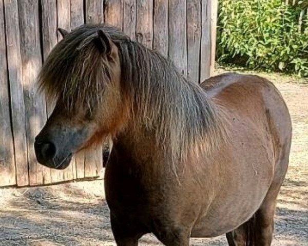 broodmare IZZY v. Multanhof (Shetland pony (under 87 cm), 2015, from Hairos van Stal Fortuna)