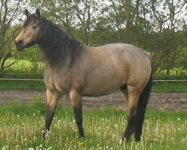 broodmare St. Corrie Dun (Connemara Pony, 1998, from Carna Gold)