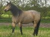 broodmare St. Corrie Dun (Connemara Pony, 1998, from Carna Gold)