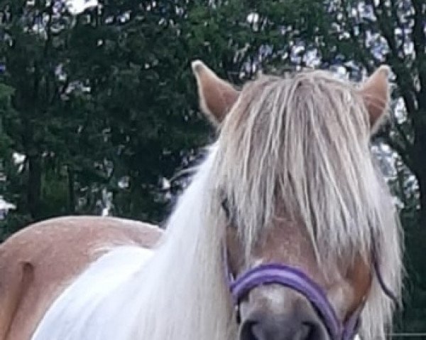 broodmare Renske v.d.Vlijmd (KWPN (Royal Dutch Sporthorse), 2001, from Menthe van het Keijzertje)