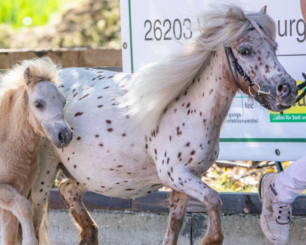 Zuchtstute Ilona K&M (Dt.Part-bred Shetland Pony, 2012, von Moonlight Magic Star 09-00137-VB)