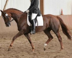 broodmare Dancing Cloud (Brandenburg, 1999, from Donnerschlag)