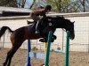 dressage horse Preussenhof's Golden Level (German Sport Horse, 2006, from Moosbachhofs Goldwing)