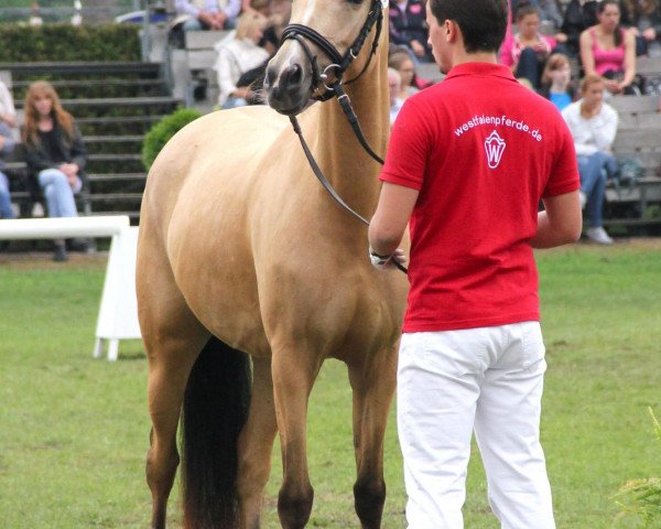 broodmare Coco Chanel (German Riding Pony, 2009, from Classic Dancer II)